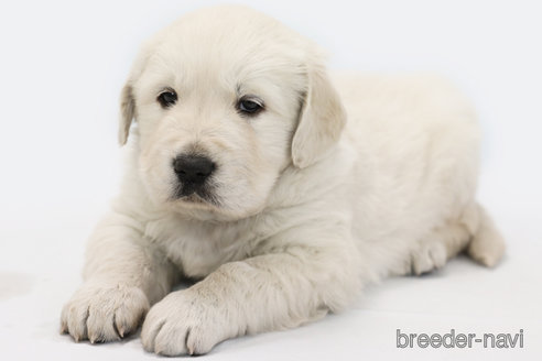 成約済の神奈川県のゴールデンレトリーバー-361617の2枚目